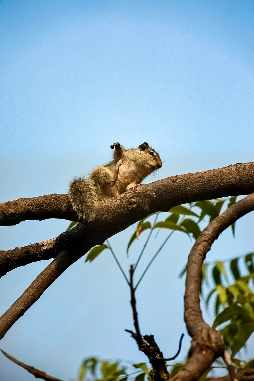 Two on a branch